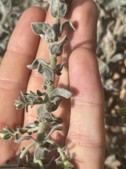 Heterotheca utahensis