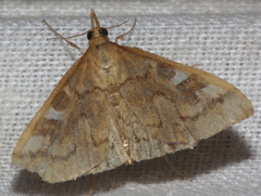 Udea hyalistis