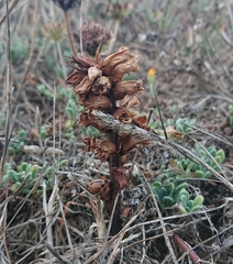 Orobanche calendulae