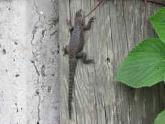 Sceloporus dugesii