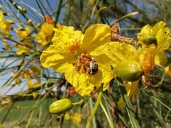 Penthobruchus germaini