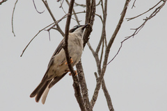 Melithreptus gularis