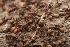 Dolichoderus spurius