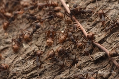 Dolichoderus spurius