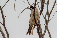 Melithreptus gularis