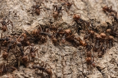 Dolichoderus spurius