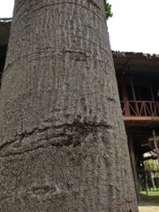 Dolichoderus spurius