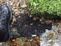 Peltigera hydrothyria