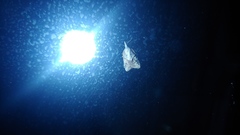 Platynota idaeusalis