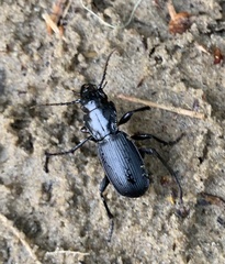 Pterostichus lama