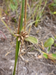Juncus breweri