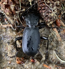 Pterostichus lama