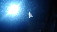 Platynota idaeusalis