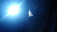 Platynota idaeusalis