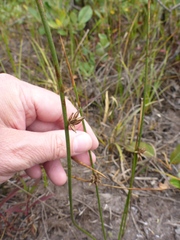 Juncus breweri