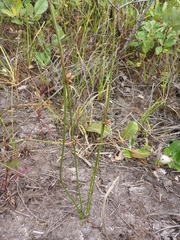 Juncus breweri