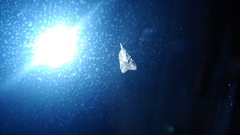 Platynota idaeusalis