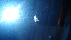 Platynota idaeusalis