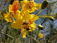 Penthobruchus germaini