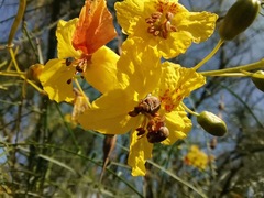 Penthobruchus germaini