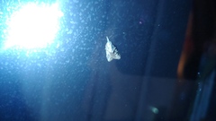 Platynota idaeusalis