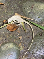 Anolis lyra