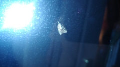 Platynota idaeusalis