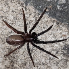 Segestria florentina
