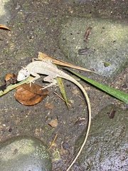 Anolis lyra