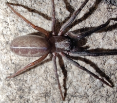Segestria florentina