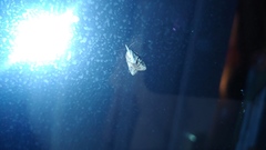 Platynota idaeusalis