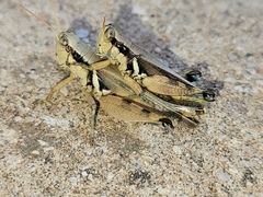 Melanoplus glaucipes