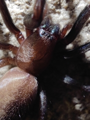 Segestria florentina