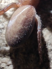 Segestria florentina