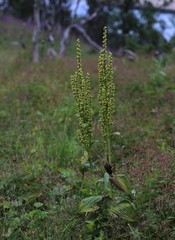 Veratrum lobelianum