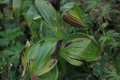 Veratrum lobelianum