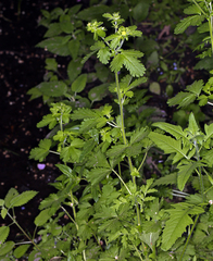 Potentilla biennis