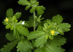 Potentilla biennis