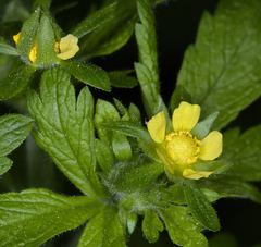 Potentilla biennis