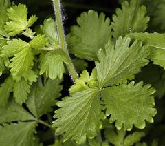 Potentilla biennis