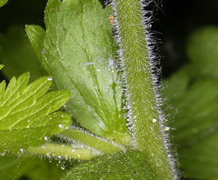 Potentilla biennis