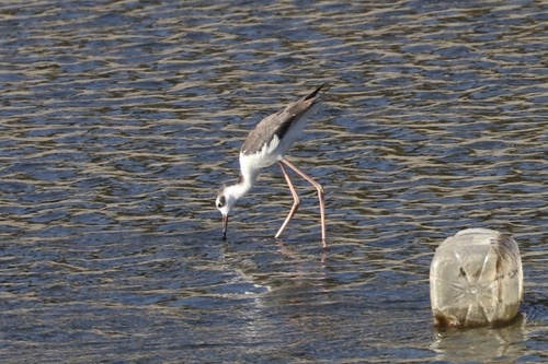 photo of Black-necked Stilt (Himantopus mexicanus)