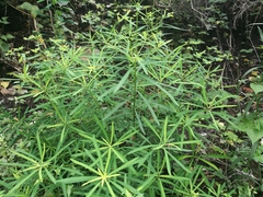 Euphorbia kraussiana