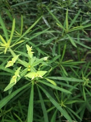 Euphorbia kraussiana