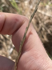 Elymus smithii