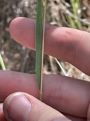 Elymus smithii