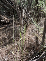 Elymus smithii