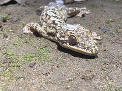Thecadactylus rapicauda