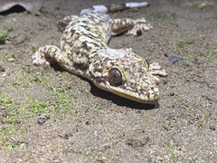 Thecadactylus rapicauda