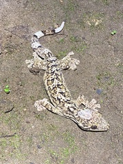 Thecadactylus rapicauda